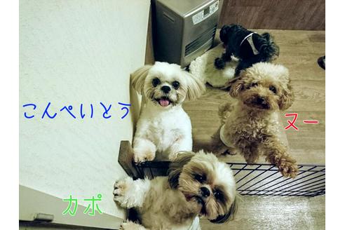 販売中のシーズーの親犬