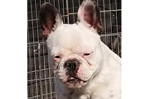 販売中のフレンチブルドッグの親犬