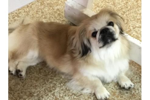 販売中のペキニーズの親犬