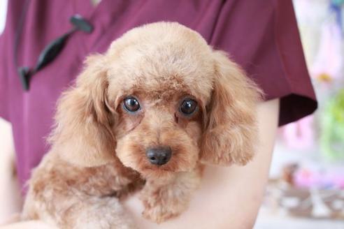 販売中のトイプードルの親犬