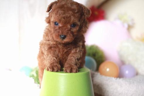 販売中のトイプードルの親犬