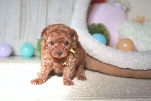 販売中のトイプードルの親犬