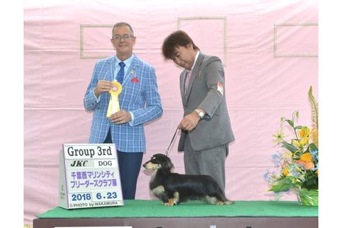 販売中のミニチュアダックスフンド(ロングヘアード)の親犬