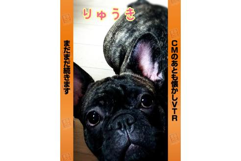 販売中のフレンチブルドッグの親犬