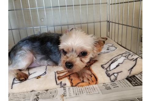 販売中のヨークシャーテリアの親犬