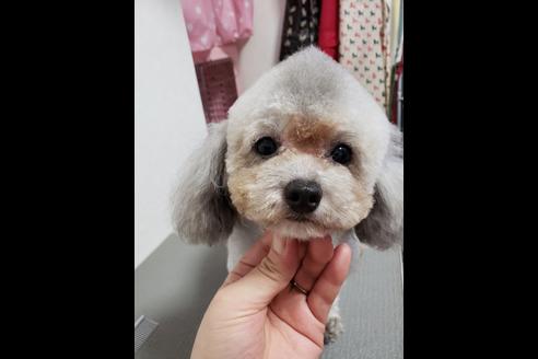 販売中のトイプードルの親犬