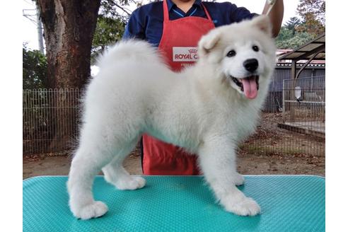サモエドのブリーダーを探す ブリーダーナビ