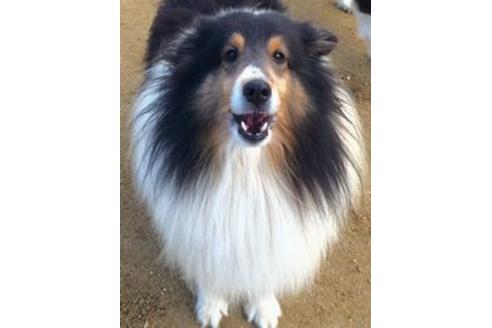 販売中のシェットランドシープドッグ(シェルティ)の親犬