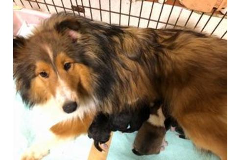 販売中のシェットランドシープドッグ(シェルティ)の親犬
