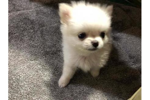 群馬県のポメチワ 女の子 2018 07 14生まれ クリーム系 子犬id