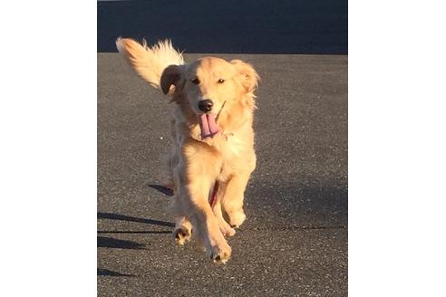 販売中のゴールデンレトリーバーの親犬