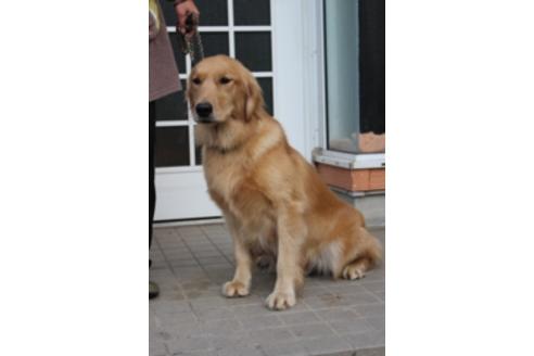 販売中のゴールデンレトリーバーの親犬