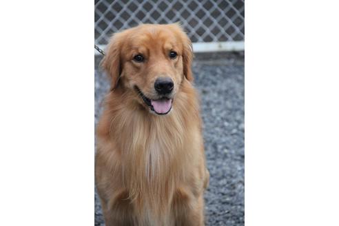 販売中のゴールデンレトリーバーの親犬