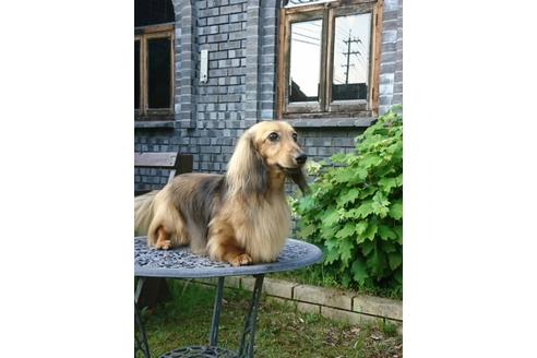 販売中のミニチュアダックスフンド(ロングヘアード)の親犬