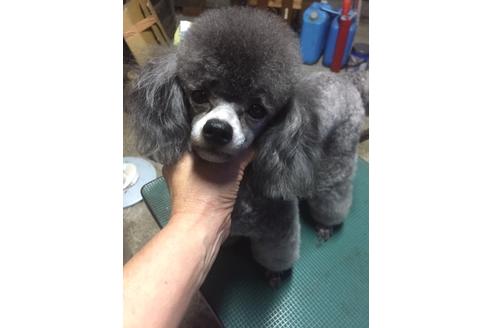 販売中のトイプードルの親犬