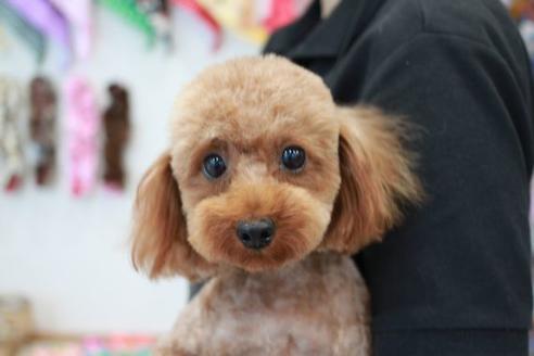 販売中のトイプードルの親犬