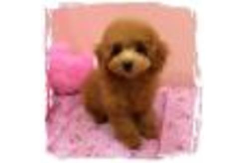販売中のトイプードルの親犬