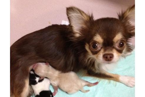 販売中のチワワ(ロングコート)の親犬