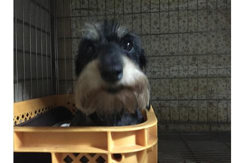 販売中のカニンヘンダックスフンド(ワイヤーヘアード)の親犬