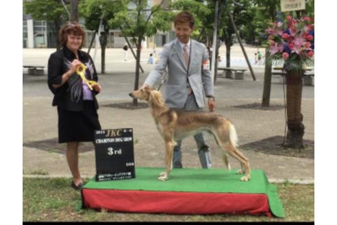 販売中のサルーキの親犬