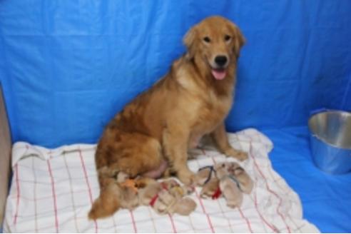 販売中のゴールデンレトリーバーの親犬