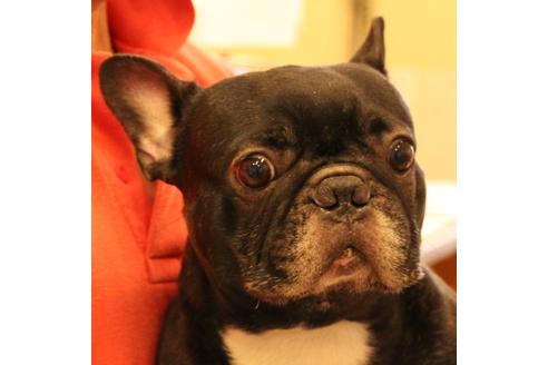 販売中のフレンチブルドッグの親犬