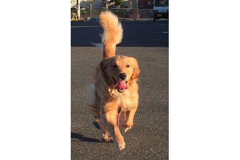 販売中のゴールデンレトリーバーの親犬