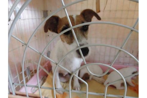 販売中のジャックラッセルテリアの親犬