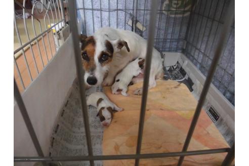 販売中のジャックラッセルテリアの親犬