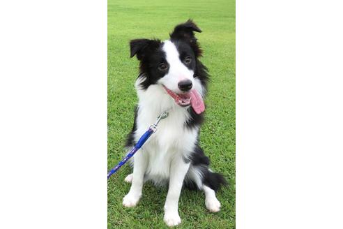 販売中のボーダーコリーの親犬