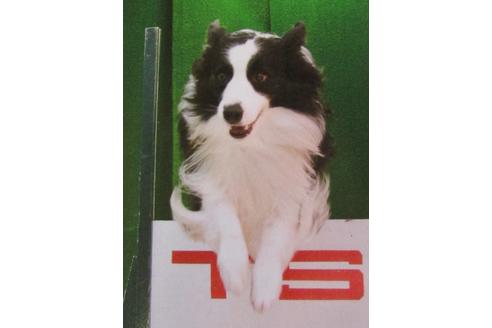 販売中のボーダーコリーの親犬