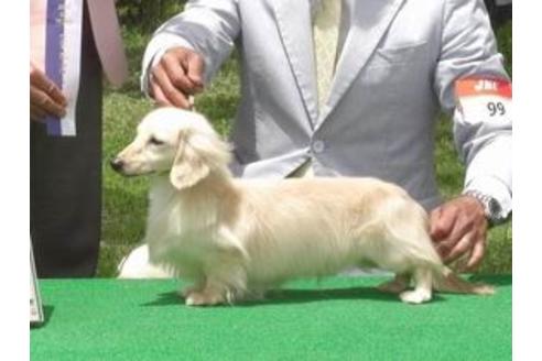 販売中のカニンヘンダックスフンド(ロングヘアード)の親犬