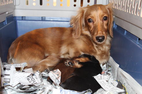 販売中のカニンヘンダックスフンド(ロングヘアード)の親犬