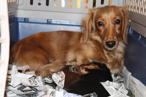 販売中のカニンヘンダックスフンド(ロングヘアード)の親犬