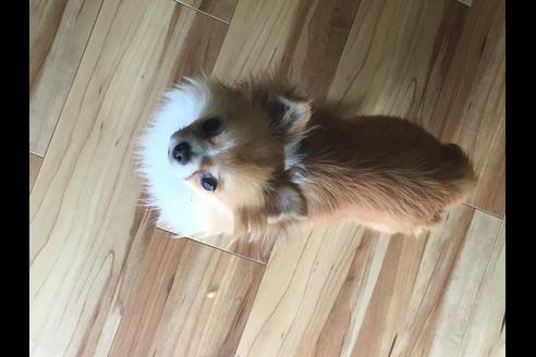 販売中のチワワ(ロングコート)の親犬
