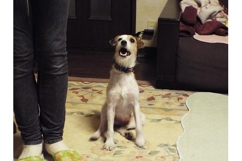 販売中のジャックラッセルテリアの親犬