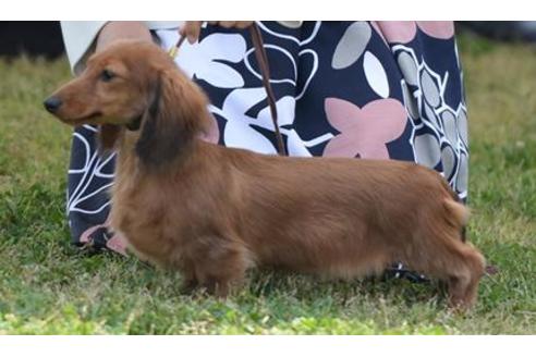 販売中のミニチュアダックスフンド(ロングヘアード)の親犬