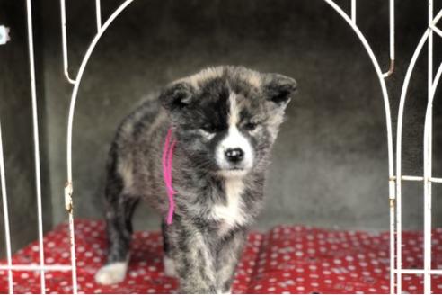 秋田犬のブリーダーを探す ブリーダーナビ 秋田犬のブリーダーを探す ブリーダーナビ
