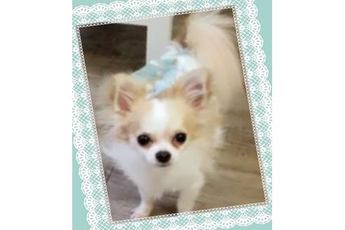 販売中のチワワ(ロングコート)の親犬