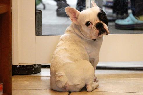 販売中のフレンチブルドッグの親犬