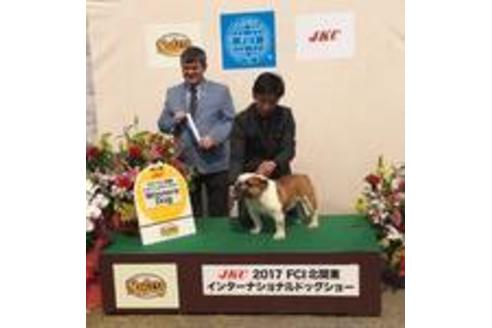 販売中のブルドッグの親犬