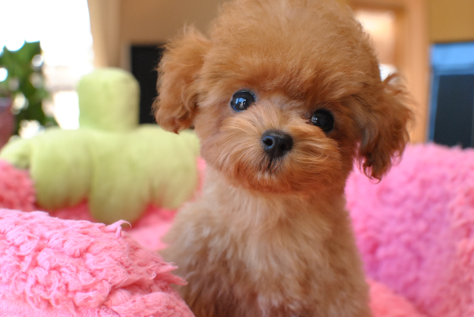 菊地ブリーダー