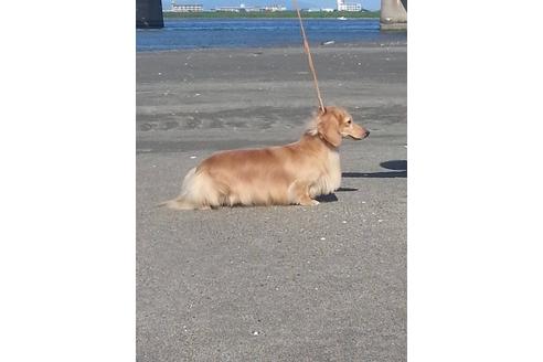 販売中のミニチュアダックスフンド(ロングヘアード)の親犬