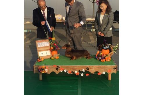 販売中のミニチュアダックスフンド(ロングヘアード)の親犬