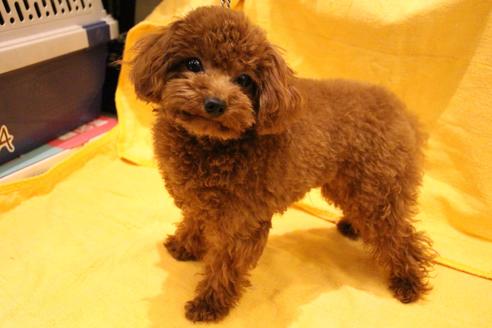 販売中のトイプードルの親犬