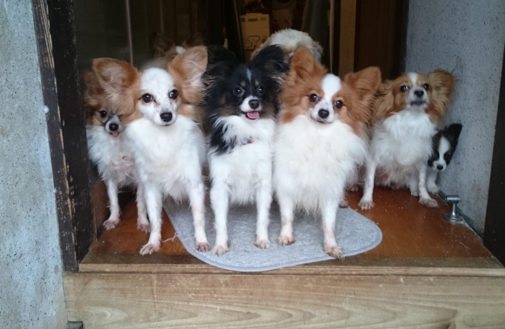 福永ブリーダー