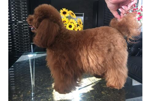 販売中のティーカッププードルの親犬