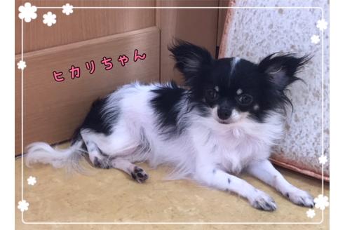 販売中のチワワ(ロングコート)の親犬