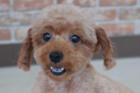 販売中のトイプードルの親犬