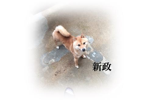 販売中の豆柴の親犬